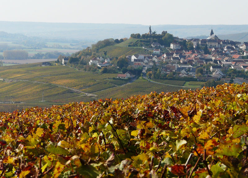 Vignoble en Champagne